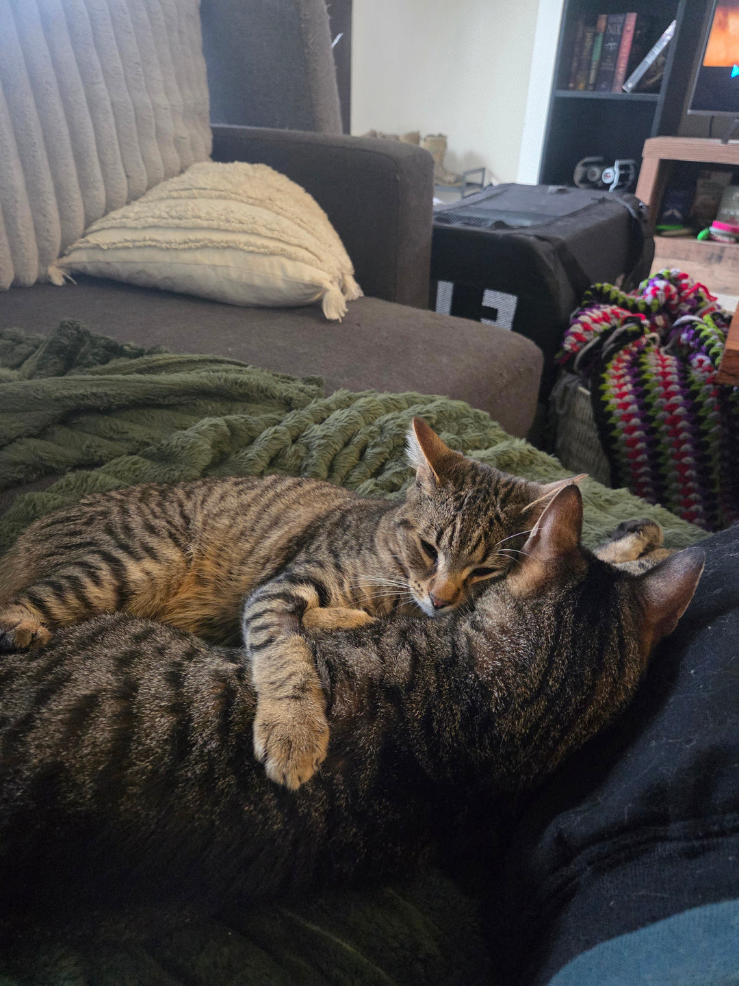 🐾 Model Mondays: Andrew & His Eight Rescue Cats 😻