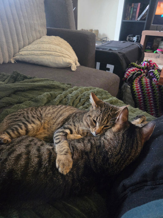 🐾 Model Mondays: Andrew & His Eight Rescue Cats 😻