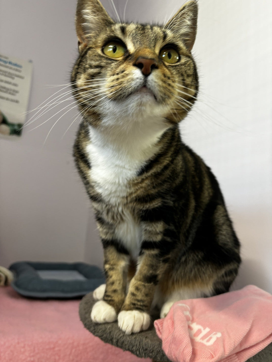 Model Monday: Paisley struts the Catwalk